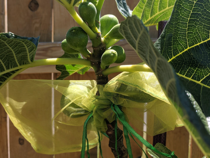 Figs in Organza Bags for Bird Protection