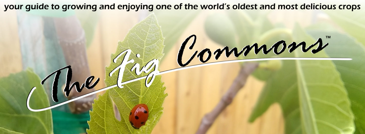 The Fig Commons