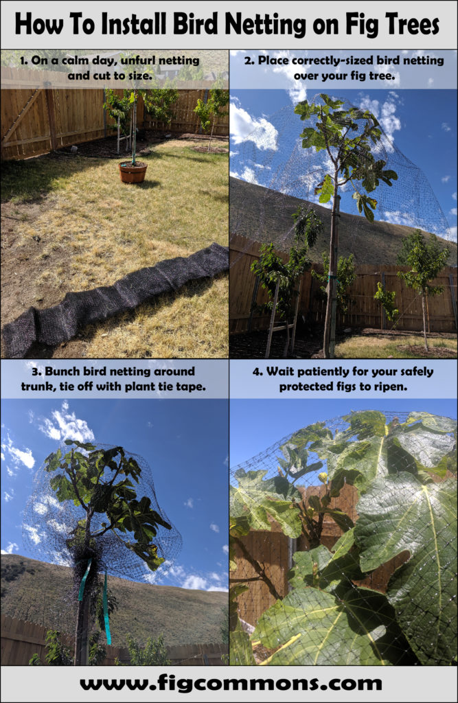 How to Install Bird Netting on Fig Trees